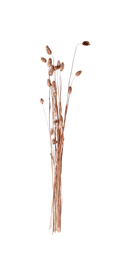 PHALARIS Copper decorative grassL 58 cm - best price from Maltashopper.com CS677929