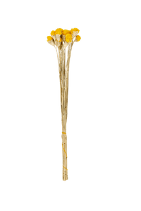 GOMPHRENA Dried flowers, yellow - best price from Maltashopper.com CS655935-YELLOW