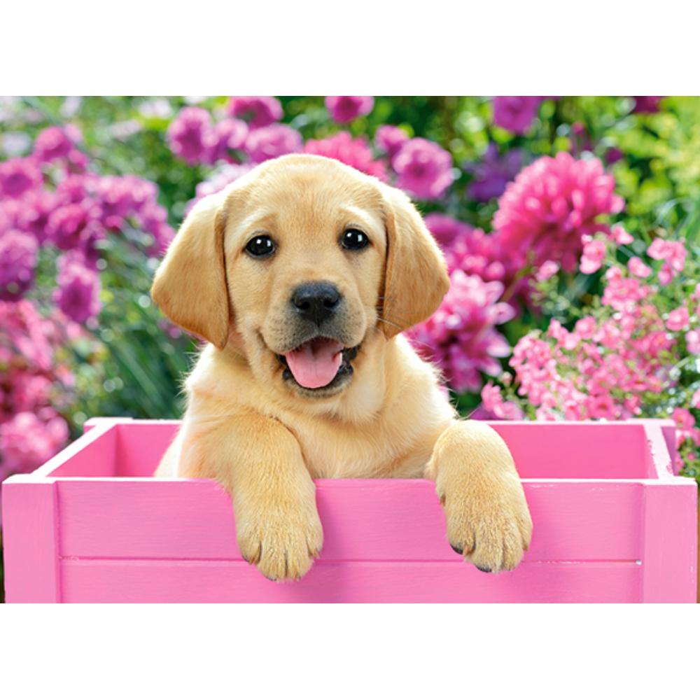 Toys Puzzle 300 Pezzi - Labrador Puppy in Pink Box