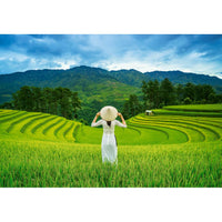 1000 Piece Puzzle - Rice Fields in Vietnam
