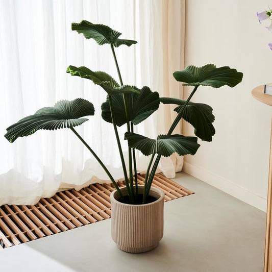 Casa LOTUS Green plant, H 103 x D 83 cm