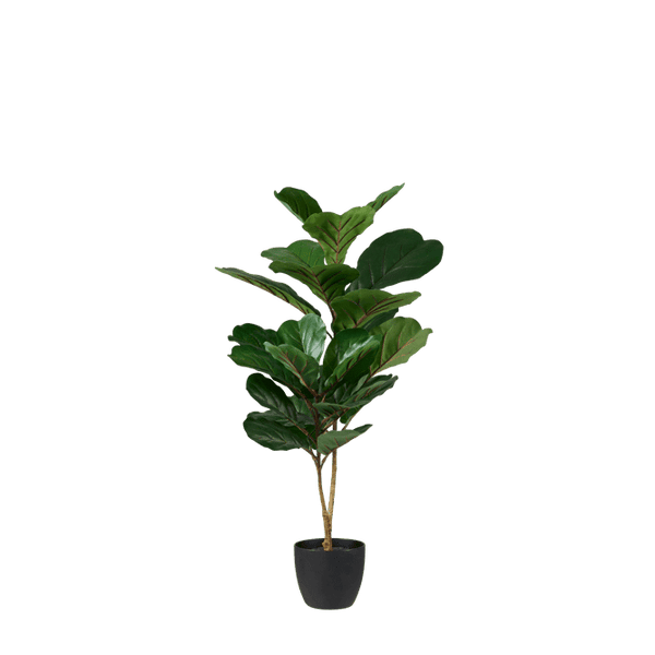 FIGI FIDDLE-LEAF FIG 80CM