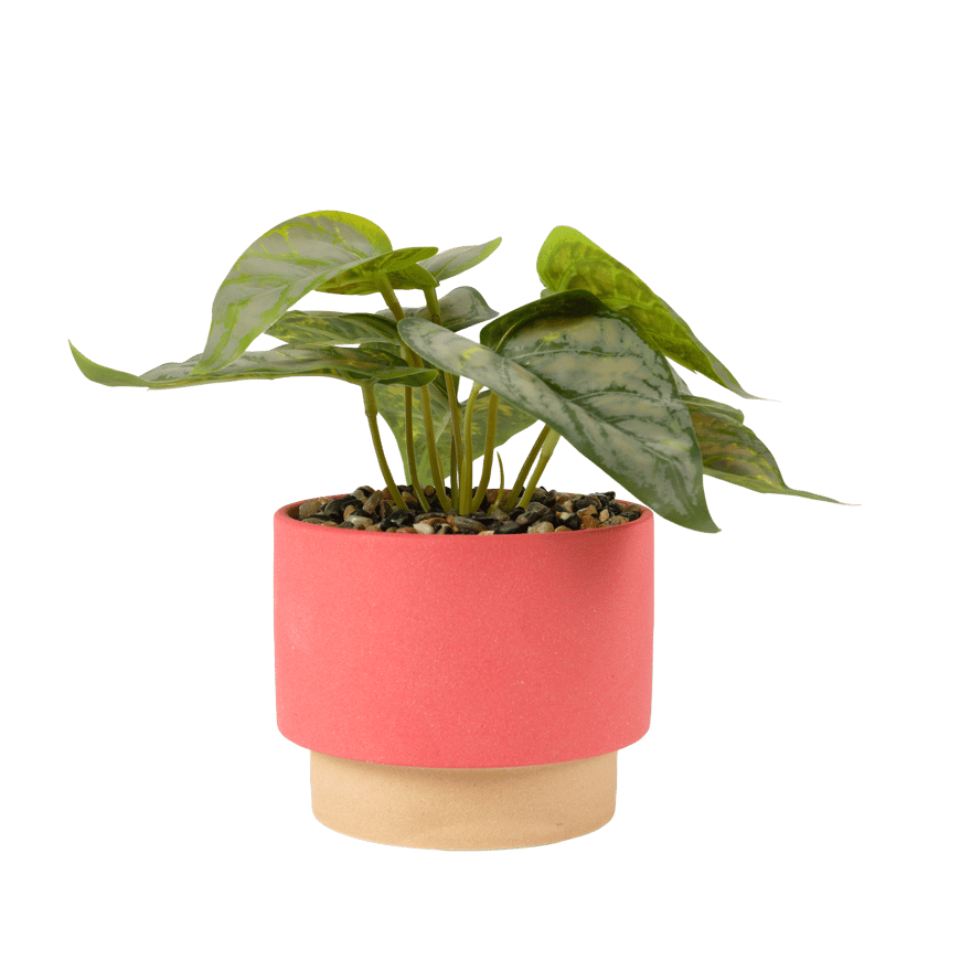 Casa PORCELAIN POT WITH PLANT 2ASS