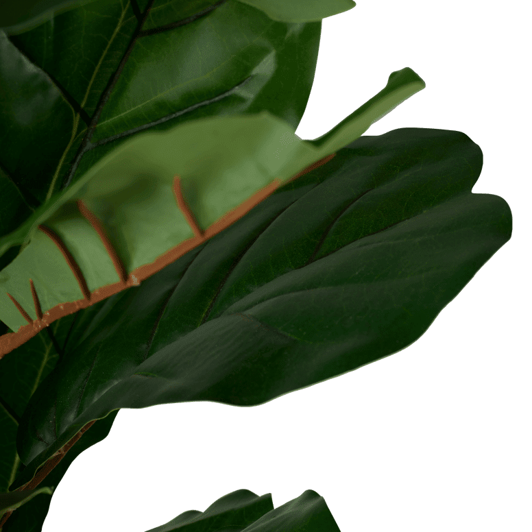 FIGI FIDDLE-LEAF FIG 120CM