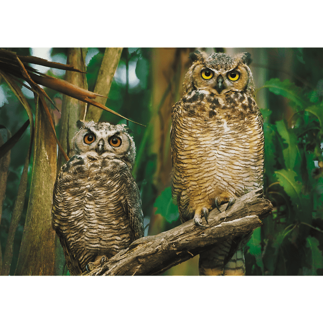 Toys 1000 Piece Puzzle - Owls