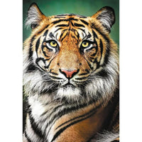 Puzzles - 1500 - Portrait of a Tiger
