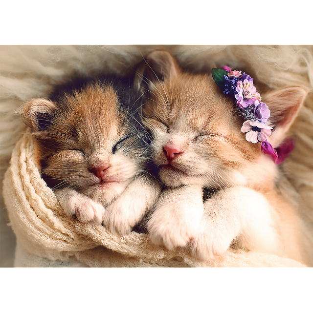 500 Piece Puzzle - Sleeping Kittens