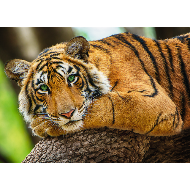 500 Piece Puzzle - Portrait of a Tiger