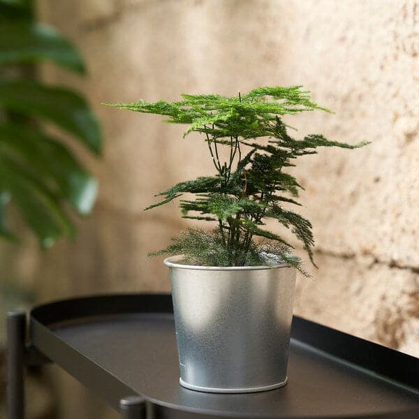 ÅKERBÄR - Plant pot, in/outdoor/galvanised, 9 cm - best price from Maltashopper.com 20537156