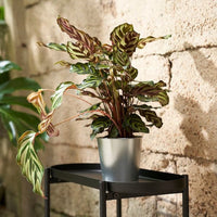 ÅKERBÄR - Plant pot, in/outdoor/galvanised, 12 cm - best price from Maltashopper.com 90497699