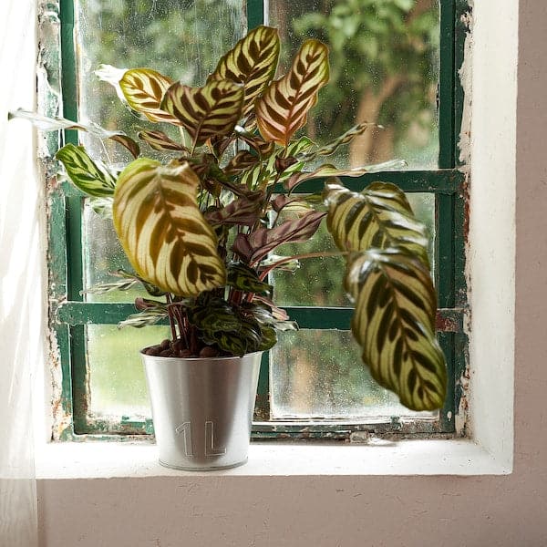 ÅKERBÄR - Plant pot, in/outdoor/galvanised, 12 cm - best price from Maltashopper.com 90497699