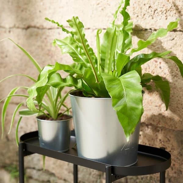 ÅKERBÄR - Plant pot, in/outdoor/galvanised, 19 cm - best price from Maltashopper.com 00537162