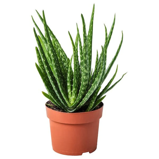 ALOE VERA - Potted plant, Aloe, 12 cm - best price from Maltashopper.com 70276651