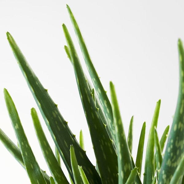 ALOE VERA - Potted plant, Aloe, 12 cm - best price from Maltashopper.com 70276651