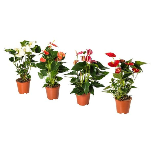 ANTHURIUM - Potted plant, Flamingo plant, 12 cm - best price from Maltashopper.com 20444906