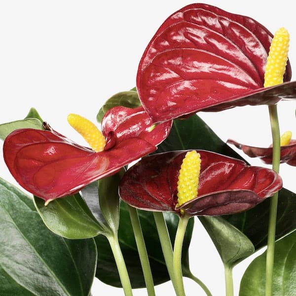 ANTHURIUM - Potted plant, Flamingo plant, 12 cm - best price from Maltashopper.com 20444906