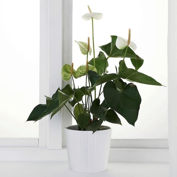 ANTHURIUM - Potted plant, Flamingo plant, 12 cm - best price from Maltashopper.com 20444906