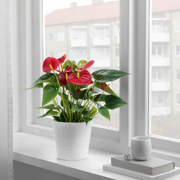 Ikea ANTHURIUM - Potted plant, Flamingo plant, 12 cm