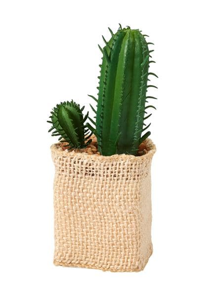 CACTUS COLOR SUCCULENT 4 shapes, 3 color variants - best price from Maltashopper.com CS668829