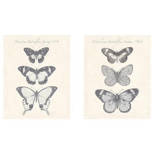 BILD - Poster, Butterflies, 40x50 cm