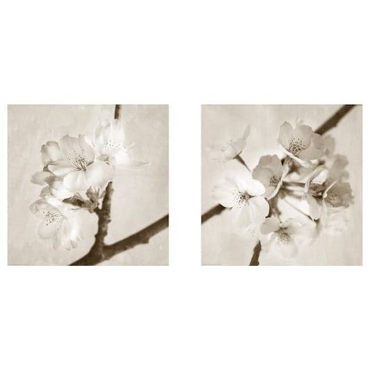 BILD - Poster , 50x50 cm - best price from Maltashopper.com 60442415