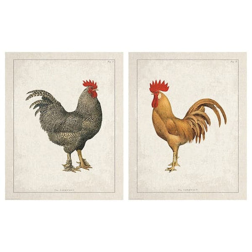 BILD - Poster, Farmyard roosters, 40x50 cm