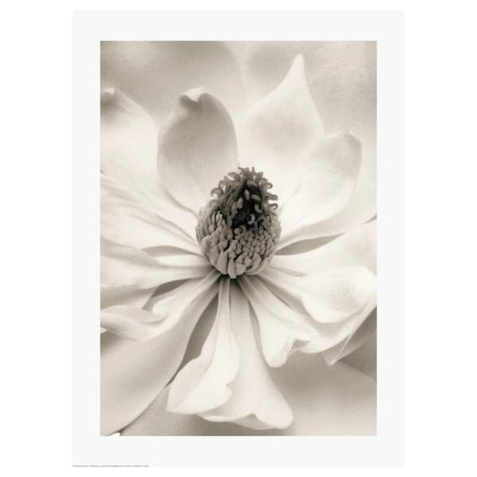 BILD - Poster , 30x40 cm - best price from Maltashopper.com 30441813