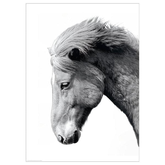 BILD - Poster , 50x70 cm - best price from Maltashopper.com 10446939