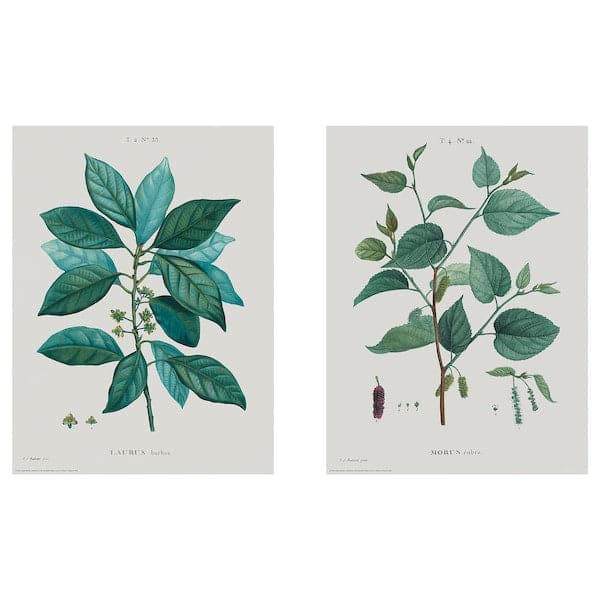 Ikea BILD - Poster, Botanical studies I, 30x40 cm