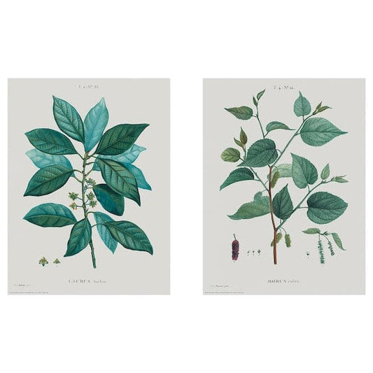 Ikea BILD - Poster, Botanical studies I, 30x40 cm