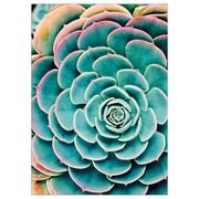 Ikea BILD - Poster, Succulent leaves, 50x70 cm