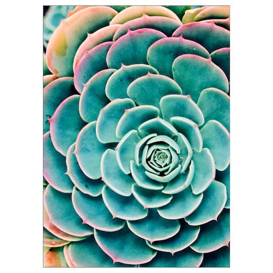 Ikea BILD - Poster, Succulent leaves, 50x70 cm