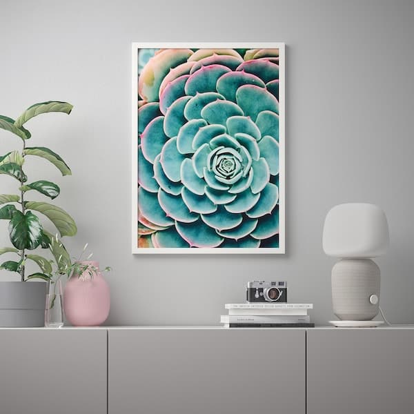 Ikea BILD - Poster, Succulent leaves, 50x70 cm