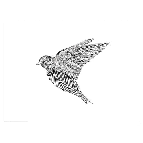 BILD poster, Black birdie, 40x30 cm