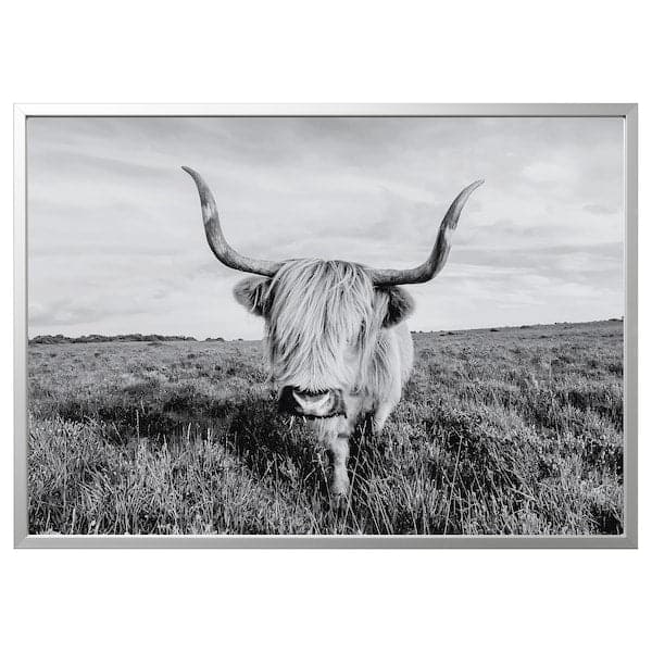 BJÖRKSTA - Picture with frame, curious cow/aluminium-colour, 140x100 cm - best price from Maltashopper.com 09508914