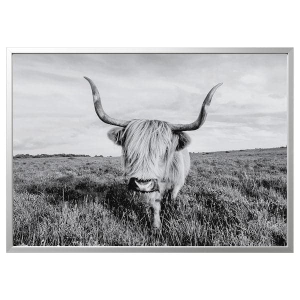 Ikea BJÖRKSTA - Picture with frame, curious cow/aluminium-colour, 140x100 cm