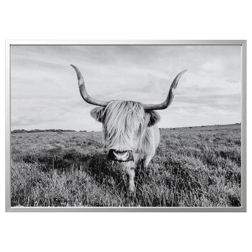 BJÖRKSTA - Picture with frame, curious cow/aluminium-colour, 140x100 cm