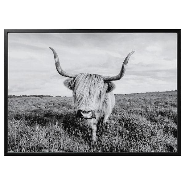 BJÖRKSTA - Canvas with frame, curious cow/black, , 140x100 cm - best price from Maltashopper.com 49508912