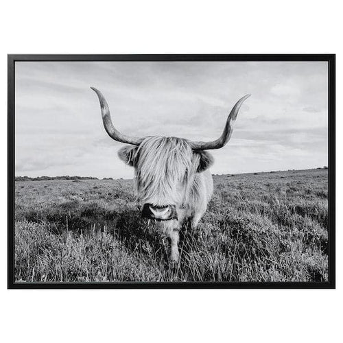 BJÖRKSTA - Picture with frame, curious cow/black, 140x100 cm