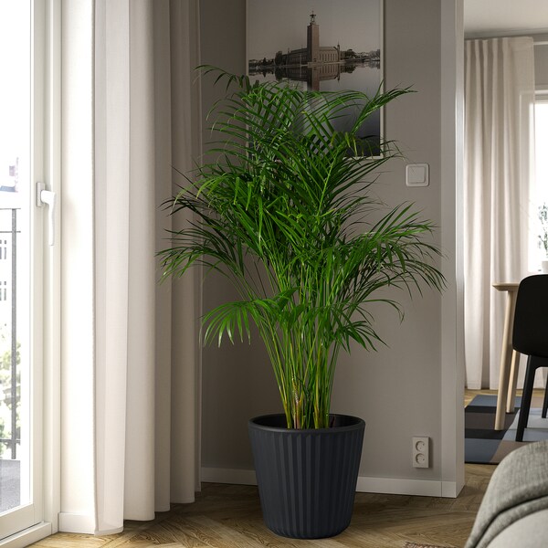 BJÖRNBAMBU - Planter box, indoor/outdoor dark grey,32 cm - best price from Maltashopper.com 20561293