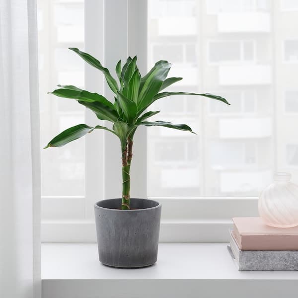 Ikea BOYSENBÄR - Plant pot, in/outdoor light grey, 9 cm