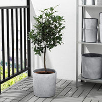 BOYSENBÄR - Plant pot, in/outdoor light grey, 24 cm - best price from Maltashopper.com 30452260