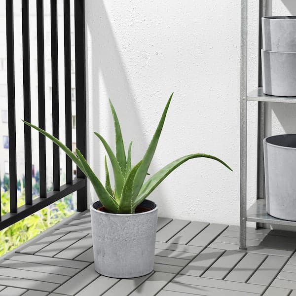 BOYSENBÄR - Plant pot, in/outdoor light grey, 19 cm - best price from Maltashopper.com 70467556