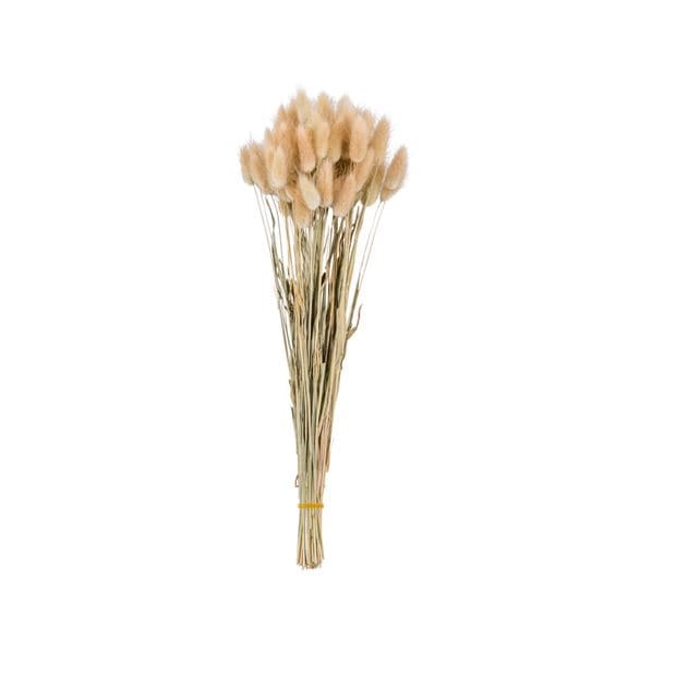 Casa LAGURUS HARE’S TAIL DRIED 2COL