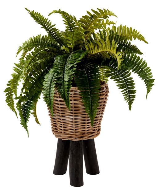 BOSTON Green fern H 55 cm - Ø 17 cm - best price from Maltashopper.com CS592900