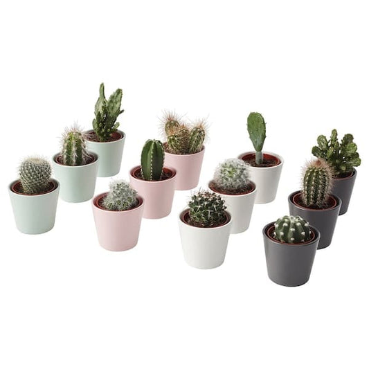 Ikea CACTACEAE - Potted plant with pot, Cactus/assorted, 6 cm 3 pack