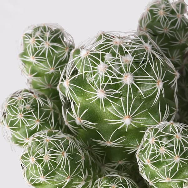 CACTACEAE - Potted plant, assorted Cactus, 12 cm - best price from Maltashopper.com 00310960