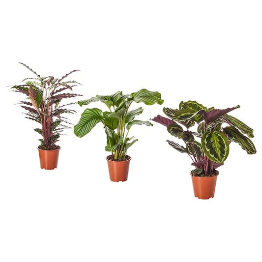 Ikea CALATHEA - Potted plant, Calathea/assorted, 19 cm