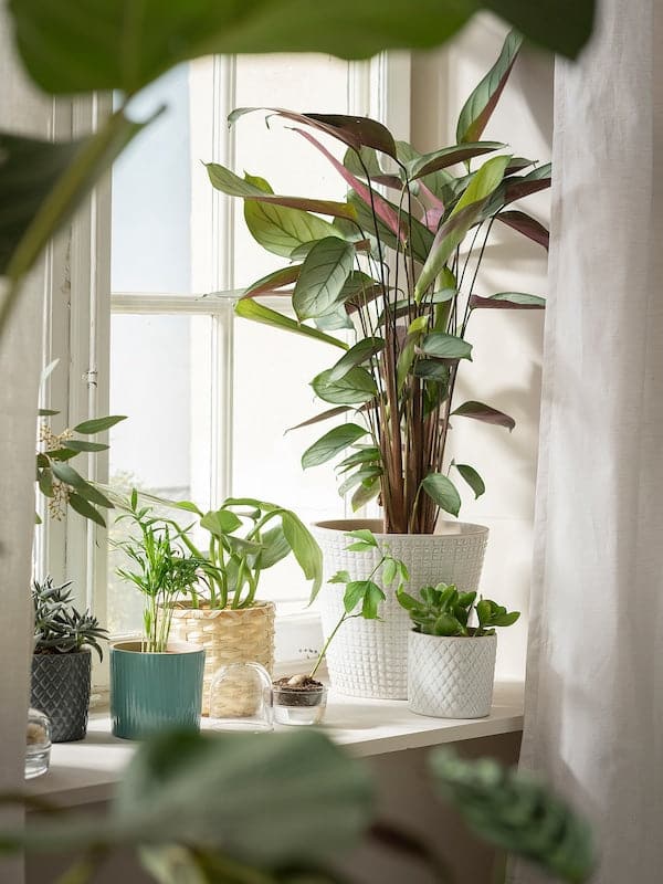 Ikea CHAMAEDOREA ELEGANS - Potted plant, Parlour palm, 9 cm