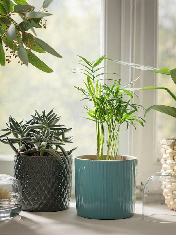 Ikea CHAMAEDOREA ELEGANS - Potted plant, Parlour palm, 9 cm
